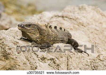 Green Iguana basking on rocks, Long Caye, Glover's Reef, Belize. View Large Photo Image Stock Image - Green Iguana basking on rocks, Long Caye, Glover's Reef, Belize.. Fotosearch