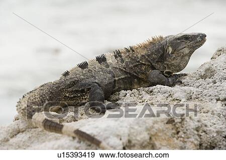 Green Iguana basking on rocks, Long Caye, Glover's Reef, Belize. View Large Photo Image Stock Photo - Green Iguana basking on rocks, Long Caye, Glover's Reef, Belize.. Fotosearch