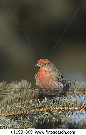 House Finch, Carpodacus mexicanus, Saskatchewan, Canada View Large Photo Image Stock Photo - House Finch, Carpodacus mexicanus, Saskatchewan, Canada. Fotosearch