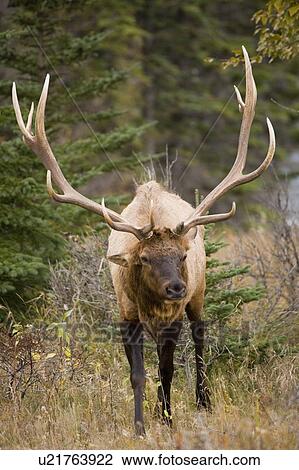 Stock Image - Large male Elk in Jasper National Park, Alberta, Canada.. Fotosearch