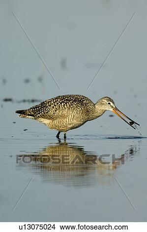 Picture - Marbled Godwit, Limosa fedoa, Great Sand Hills, Saskatchewan, Canada. Fotosearch