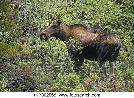 Stock Photography - Moose, Kootenay National Park, BC, Canada. Fotosearch
