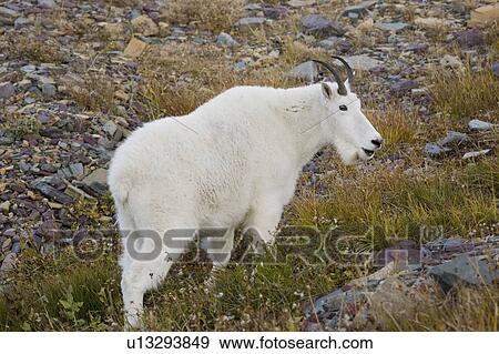 Mountain goat near Logan Pass, Glacier National Park Montana, USA View Large Photo Image Stock Photo - Mountain goat near Logan Pass, Glacier National Park Montana, USA. Fotosearch