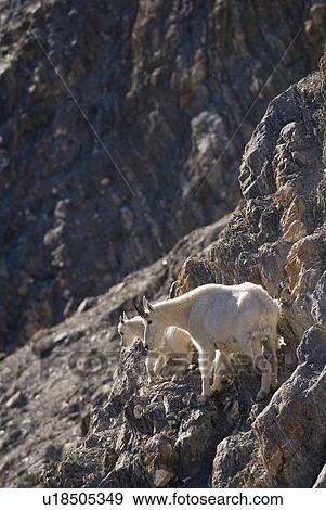 Mountain Goats on a rock ledge. Columbia Icefields, Jasper National Park, Alberta View Large Photo Image Stock Photo - Mountain Goats on a rock ledge. Columbia Icefields, Jasper National Park, Alberta. Fotosearch