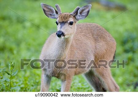Stock Image - Mule deer in a meadow. Olympic National Park, Washington, USA. Fotosearch