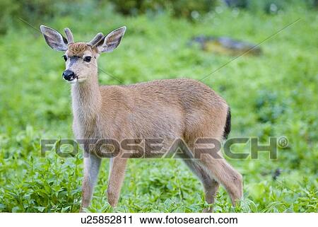 Mule deer in a meadow; USA, Washington, Olympic National Park View Large Photo Image Stock Image - Mule deer in a meadow; USA, Washington, Olympic National Park. Fotosearch
