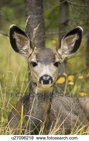 Mule deer near Maligne Lake, Jasper National Park, Alberta, Canada View Large Photo Image Stock Photo - Mule deer near Maligne Lake, Jasper National Park, Alberta, Canada. Fotosearch