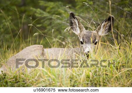 Mule deer near Maligne Lake, Jasper National Park, Alberta, Canada View Large Photo Image Stock Photography - Mule deer near Maligne Lake, Jasper National Park, Alberta, Canada. Fotosearch