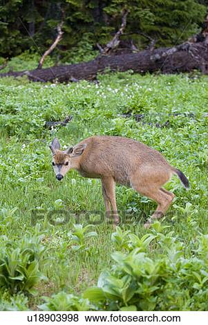 Stock Photo - Mule deer urinating; USA, Washington, Olympic National Park. Fotosearch