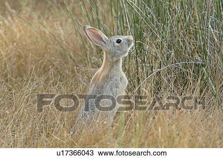 Nuttall's Cottontail, (Sylvilagus nuttallii), Saskatchewan, Canada View Large Photo Image Stock Image - Nuttall's Cottontail, (Sylvilagus nuttallii), Saskatchewan, Canada. Fotosearch