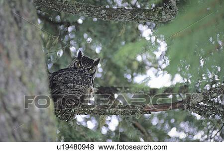 Stock Photo - Owl peeks at camera from behind old Douglas Fir Tree, Whistler, BC Canada. Fotosearch