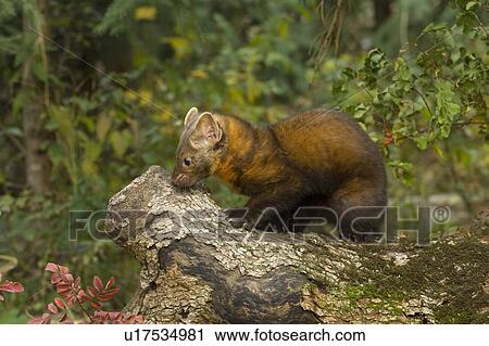 Stock Image - Pine Marten (Martes americana) in autumn. Fotosearch