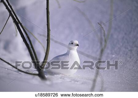 Ptarmigan in winter snow, Whistler, BC View Large Photo Image Stock Photograph - Ptarmigan in winter snow, Whistler, BC. Fotosearch