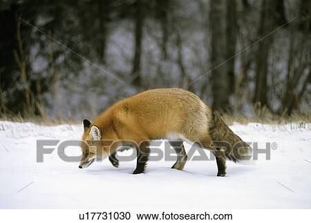 Red Fox hunting in winter, (Vulpes vulpes), Prince Albert National Park, Saskatchewan, Canada View Large Photo Image Stock Image - Red Fox hunting in winter, (Vulpes vulpes), Prince Albert National Park, Saskatchewan, Canada . Fotosearch
