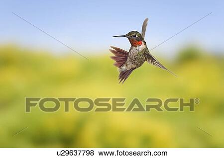 Stock Photo - Ruby-throated Hummingbird (Archilochus colubris). Adult males have a brilliant red throat and black chin. Fairly common in gardens, Nova Scotia, Canada.. Fotosearch