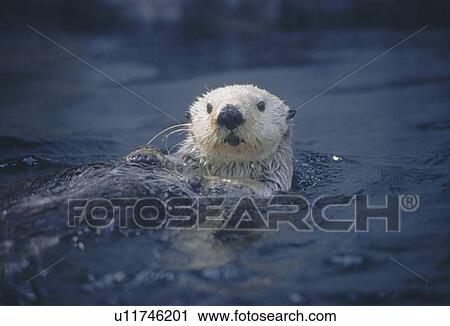 Sea otter, Enhydra lutris, Saskatchewan View Large Photo Image Stock Image - Sea otter, Enhydra lutris, Saskatchewan. Fotosearch