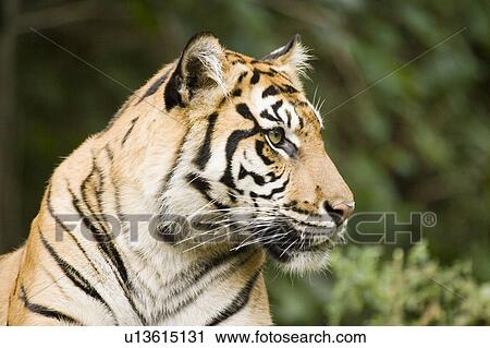 Stock Image - Siberian Tiger at Toronto Zoo, Toronto, Ontario, Canada.. Fotosearch