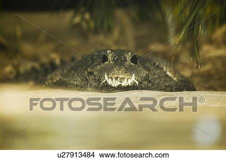 Picture - Smooth-fronted Caiman at Toronto Zoo, Toronto, Ontario, Canada.. Fotosearch