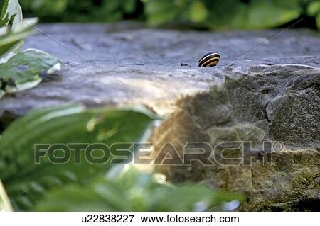 Snail, on rock surrounded by foliage, Canada, Ontario View Large Photo Image Stock Photo - Snail, on rock surrounded by foliage, Canada, Ontario. Fotosearch