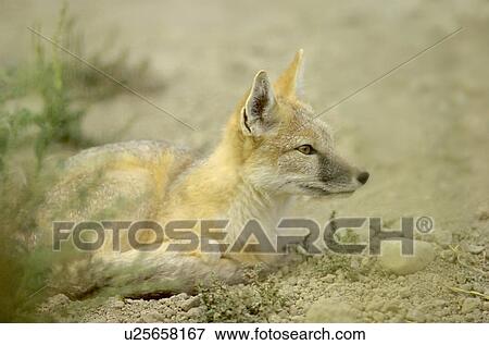 Stock Photo - Swift fox, (Vulpes velox) is a prairie predator. Fotosearch