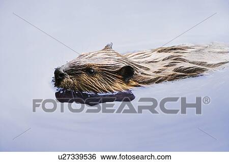 Stock Photograph - View of beaver, Chaudiere-Appalaches region., Quebec, Canada. Fotosearch