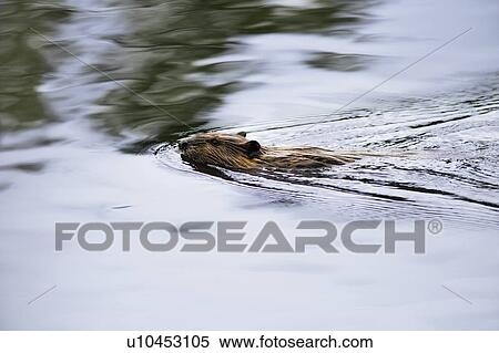Stock Photography - View of beaver, Chaudiere-Appalaches region., Quebec, Canada. Fotosearch
