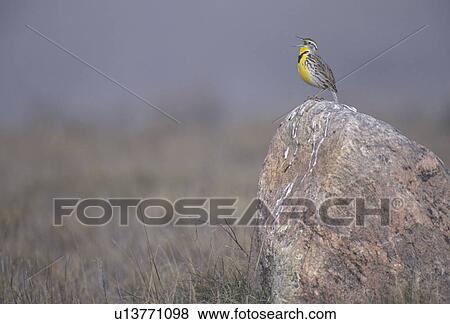 Western Meadowlark, Sturnella neglecta, Grasslands National Park, Saskatchewan View Large Photo Image Stock Photo - Western Meadowlark, Sturnella neglecta, Grasslands National Park, Saskatchewan. Fotosearch