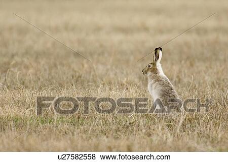 Stock Photo - White-tailed Jackrabbit, Lepus townsendii, Saskatchewan, Canada. Fotosearch