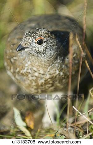White-Tailed Ptarmigan. Skyline Trail, Jasper National Park, Alberta, Canada View Large Photo Image Stock Photo - White-Tailed Ptarmigan. Skyline Trail, Jasper National Park, Alberta, Canada. Fotosearch