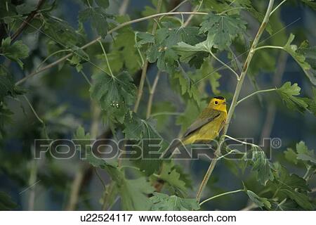 Stock Photo - Wilson's Warbler, Wilsonia pusilla, Saskatchewan, Canada. Fotosearch