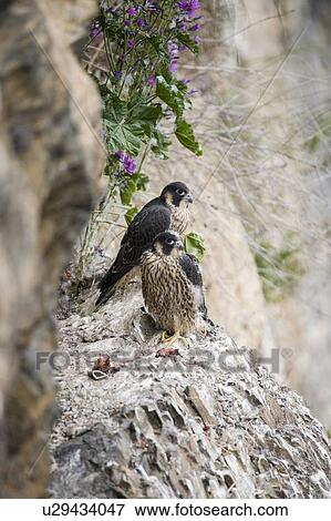 Stock Photo - Young peregrine falcon, (protected) 2 days before their first flight. Fotosearch
