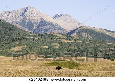 Buffalo in Rocky Mountain Foothills, Waterton Lakes National Park, Alberta, Canada. View Large Photo Image Stock Photo - Buffalo in Rocky Mountain Foothills, Waterton Lakes National Park, Alberta, Canada.. Fotosearch