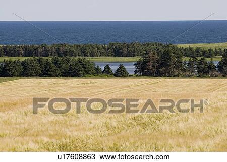 Farmland and ocean near East Point, Prince Edward Island View Large Photo Image Stock Image - Farmland and ocean near East Point, Prince Edward Island. Fotosearch