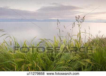 Stock Photo - Grassy slope in front of ocean and mountains, Victoria, Vancouver Island, B. C.. Fotosearch
