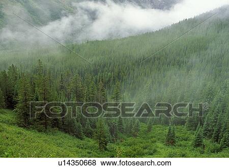 Hillside in fog, Waterton National Park, Alberta, Canada View Large Photo Image Stock Photo - Hillside in fog, Waterton National Park, Alberta, Canada. Fotosearch