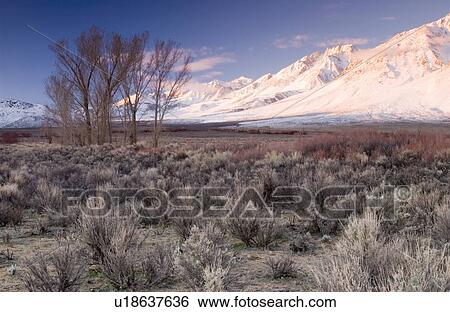 Sunrise on a snowcapped peak in the California desert, Bishop, California, USA View Large Photo Image Stock Photograph - Sunrise on a snowcapped peak in the California desert, Bishop, California, USA. Fotosearch