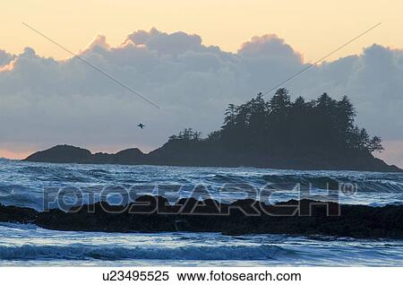 Sunset, Chesterman Beach, Tofino, Vancouver Island, BC View Large Photo Image Stock Photography - Sunset, Chesterman Beach, Tofino, Vancouver Island, BC. Fotosearch