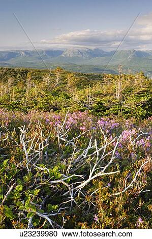 Stock Image - View of flowers and Gros Morne Mountain at sunset, Gros Morne NP, Newfoundland, Canada. Fotosearch