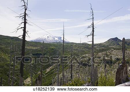Stock Photo - View of Mt. St. Helens and dead trees affected by 1980 blast, Mount St. Helens National Volcanic Monument, Washington, USA. Fotosearch