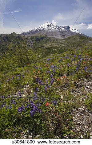 View of Mt. St. Helens and wildflowers, Mount St. Helens National Volcanic Monument, Washington, USA View Large Photo Image Stock Image - View of Mt. St. Helens and wildflowers, Mount St. Helens National Volcanic Monument, Washington, USA. Fotosearch