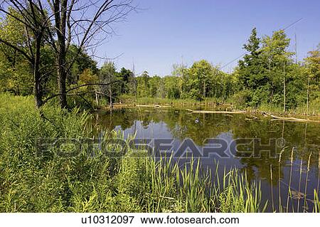 Stock Photo - Wetlands, Canada, Ontario, Campbellville. Fotosearch