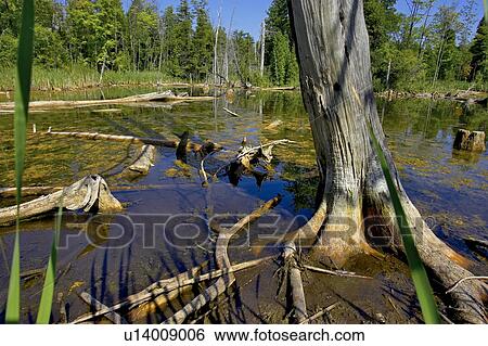 Wetlands, Canada, Ontario, Campbellville View Large Photo Image Stock Photograph - Wetlands, Canada, Ontario, Campbellville. Fotosearch