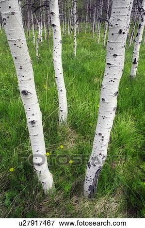 Stock Photo - Aspen forest (Populus tremuloides) near Maycroft, Alberta, Canada. Fotosearch