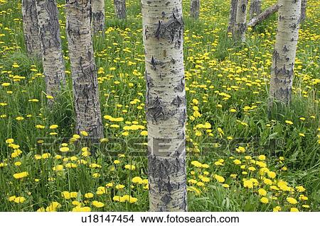 Picture - Balsam Poplar forest (Populus balsamifera) and dandelion Flowers in the Porcupine Hills near Maycroft, Alberta, Canada. Fotosearch