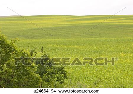 Picture - Canola coming into bloom; Canada, Saskatchewan,. Fotosearch