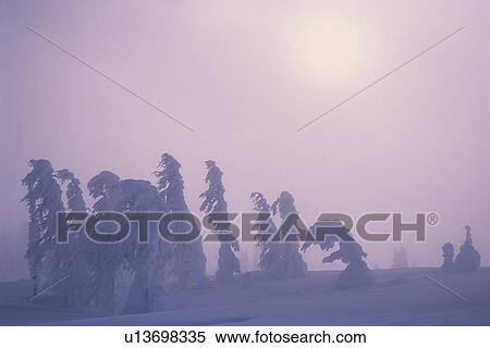 Stock Photography - Coniferous trees bent over and heavy with snow, Hellroaring Creek, East Kootenays, BC. Fotosearch