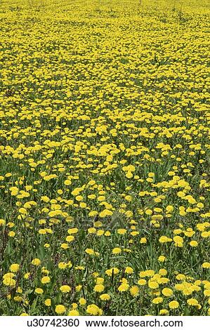 Field of dandelions in full bloom; Canada, Manitoba, Erickson View Large Photo Image Stock Image - Field of dandelions in full bloom; Canada, Manitoba, Erickson. Fotosearch