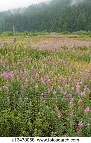 Stock Photo - Field of Fireweed flowers. Sunshine Valley, BC.. Fotosearch