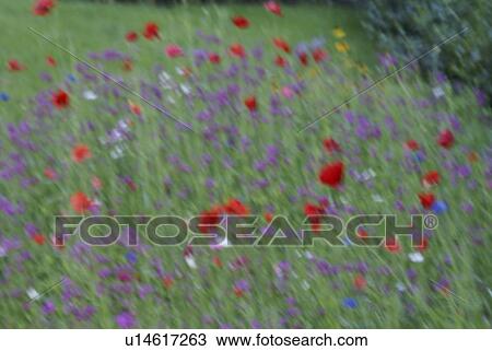 Garden flowers; Canada, Manitoba, Riding Mountain National Park View Large Photo Image Stock Image - Garden flowers; Canada, Manitoba, Riding Mountain National Park. Fotosearch
