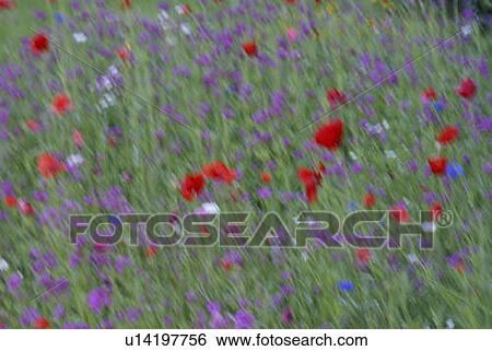 Stock Photograph - Garden flowers; Canada, Manitoba, Riding Mountain National Park. Fotosearch